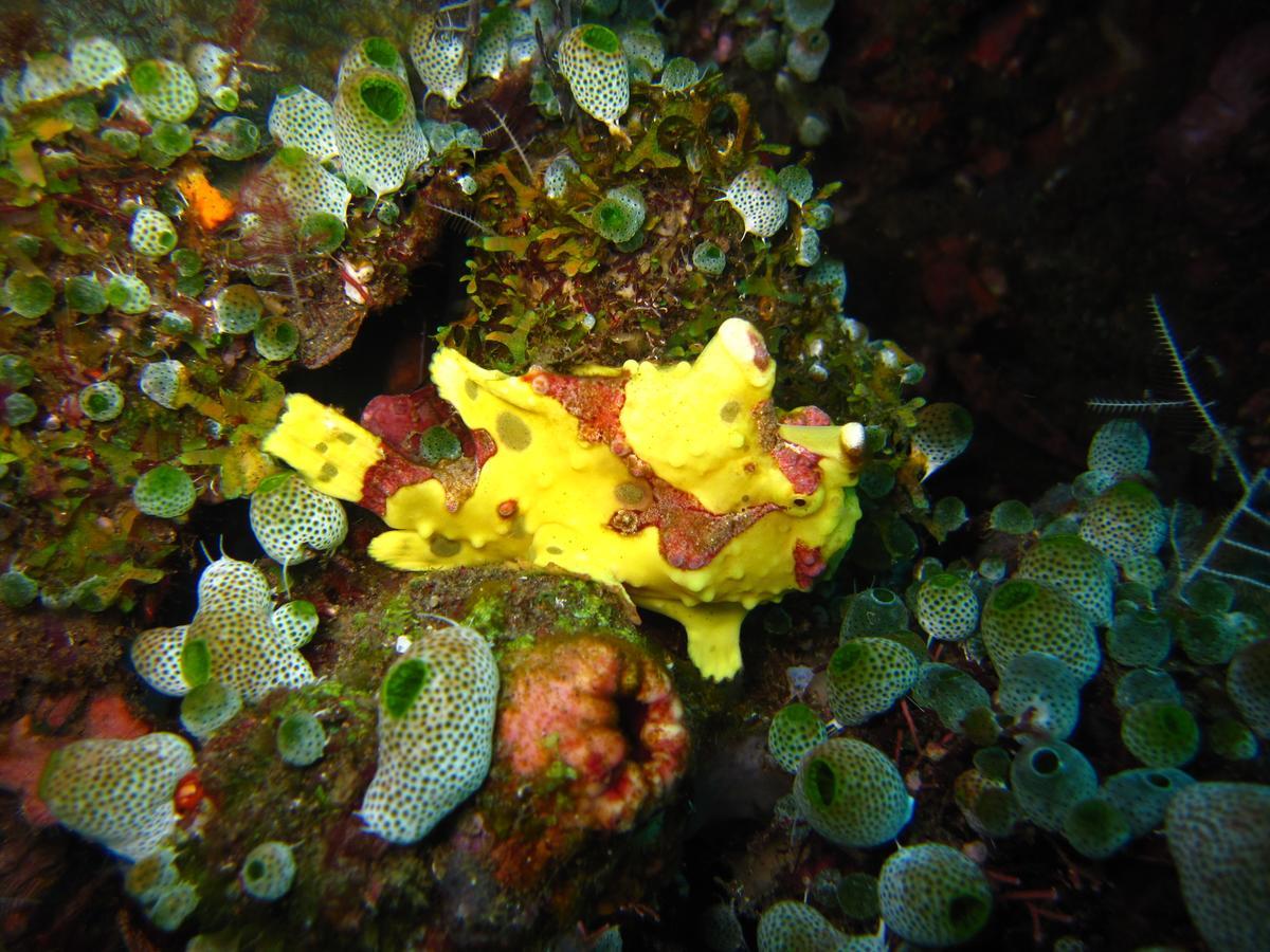 Jukung Dive Resort Bali Amed Exterior photo